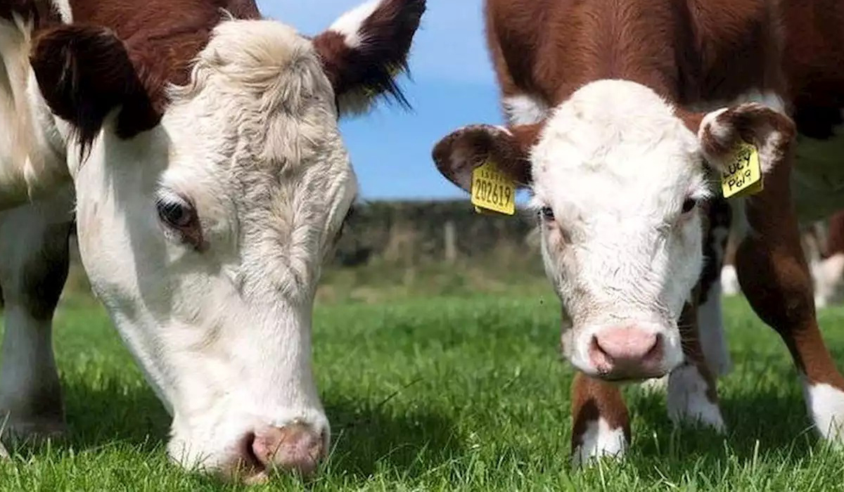 Mad cow disease